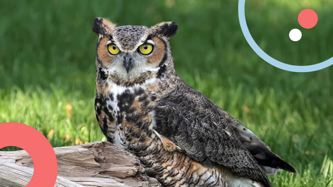 How The Raptor Center Used Personalized Videos for Their Biggest Fundraising Event of the Year