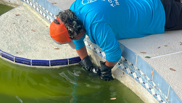 The Importance of Regular Pool Inspections: What You Need to Know