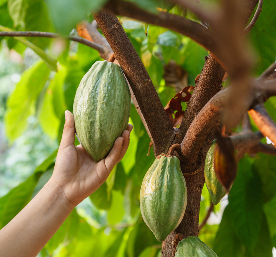 cacao/Kakao