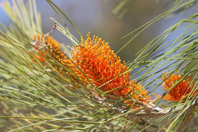 Fern-leaf grevillea