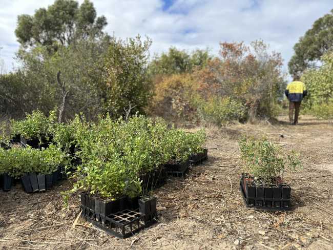 Seedlings and scrubs (Image: Conservation Volunteers Australia)