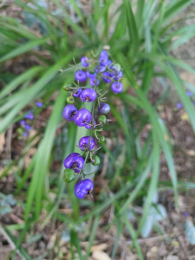 Blue Flax Lily