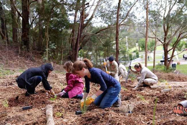 north sydney planting