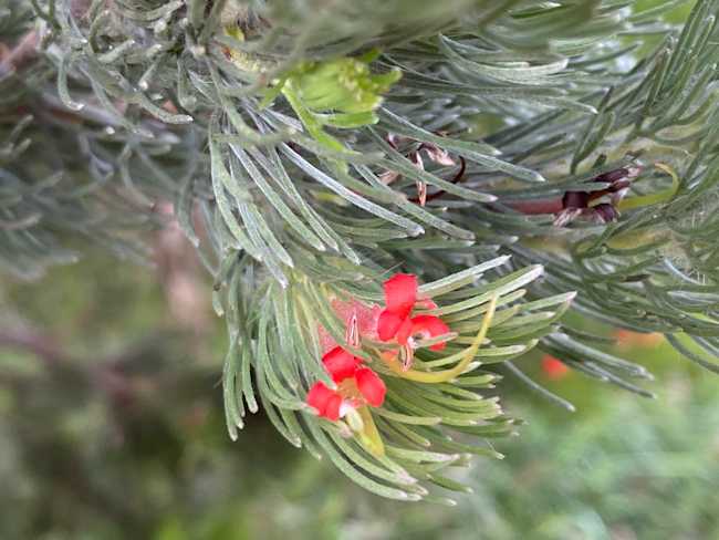 Woolly Bush Adenanthos sericeus (Image: smathichong/iNaturalist)