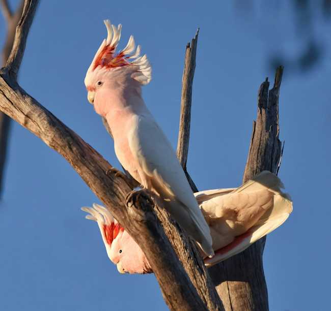 Pink cockatoo (Image:Geoffrey Moore/Unsplash)