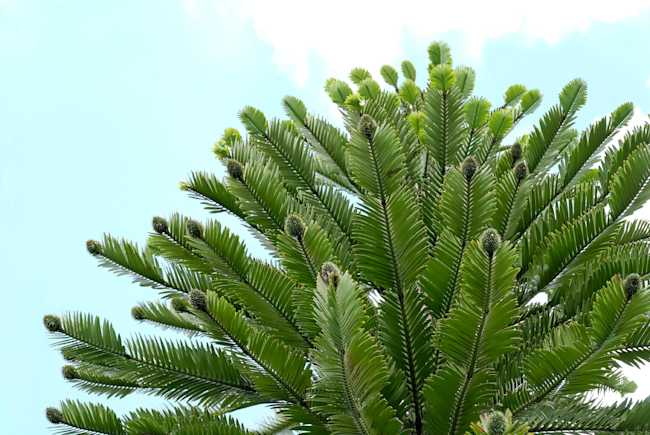 Wollemi Pine (Image: Tony Rodd/iNaturalist)