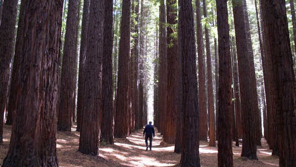 Jeff Harvey walking in forest
