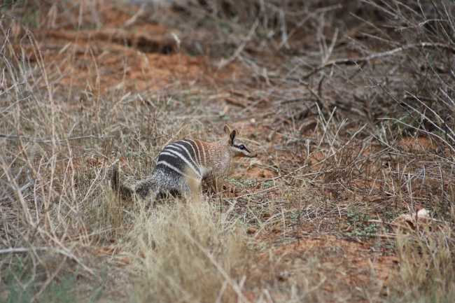 Numbat searching for termintes (Image: Alexandra Ross/Australian Wildlife Conservancy)