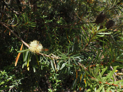 Silver Banksia 