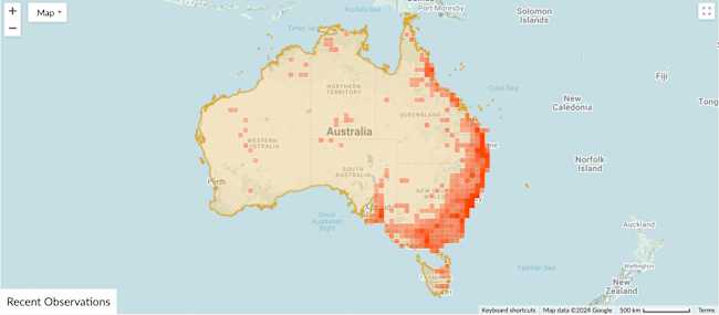 Image of the Christmas Beetle ’Map of Observations’ on iNaturalist