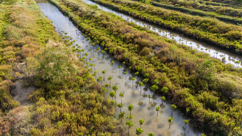 Mangroves (Image: Todd Brown/UNEP)