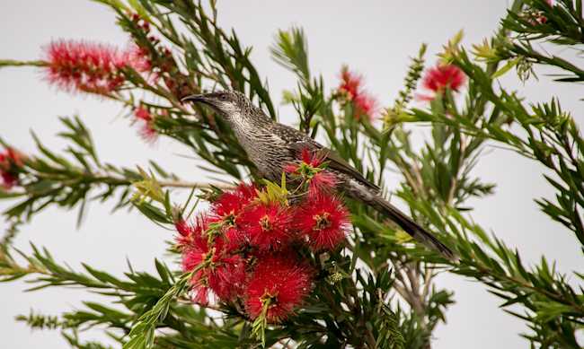 Bottlebrush Callistemon (Image: Sandid/Pexels)