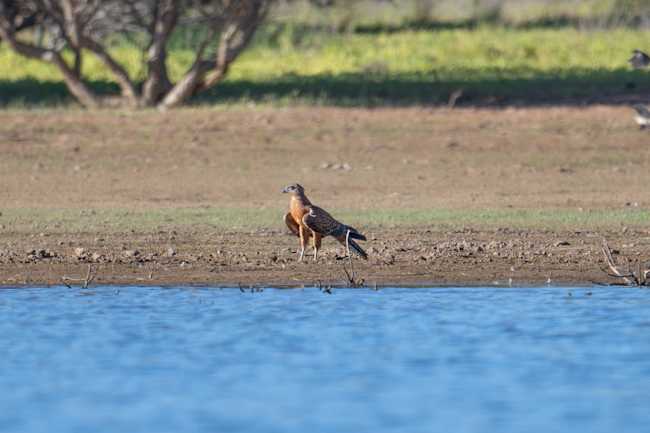 Red Goshawk at water (Image: AWC)