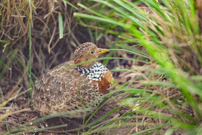 Plains-wanderer 2 (Image: Jo Howell/Zoos Victoria)