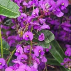 Purple Coral Pea