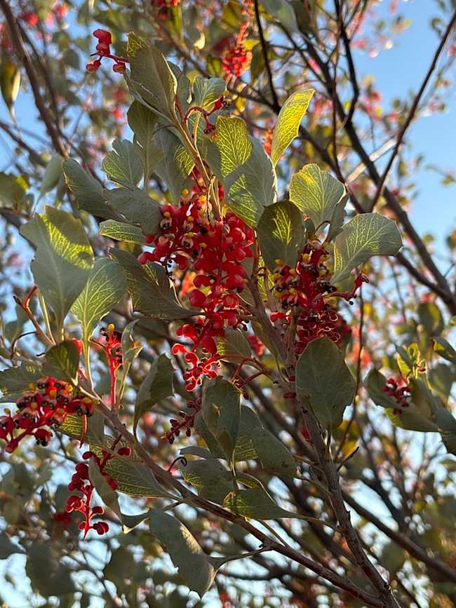 Holly-leaf Grevillea (Image: emmafitzy/iNaturalist)