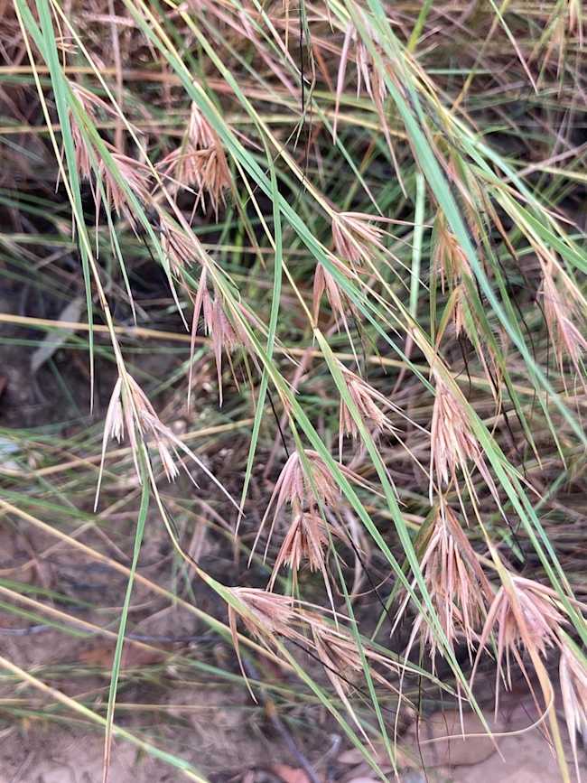 Kangaroo Grass