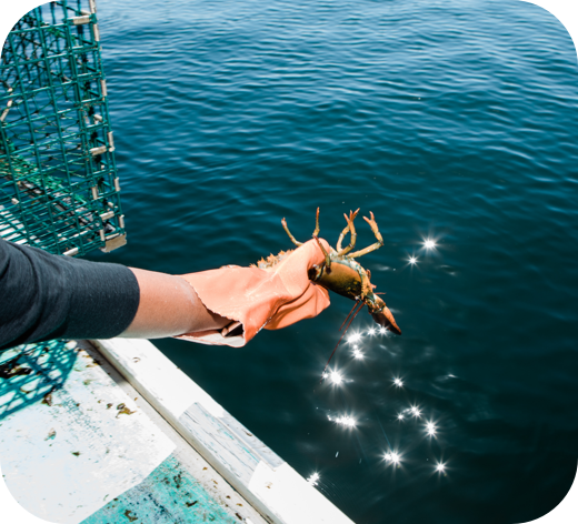 Live Maine lobsters
