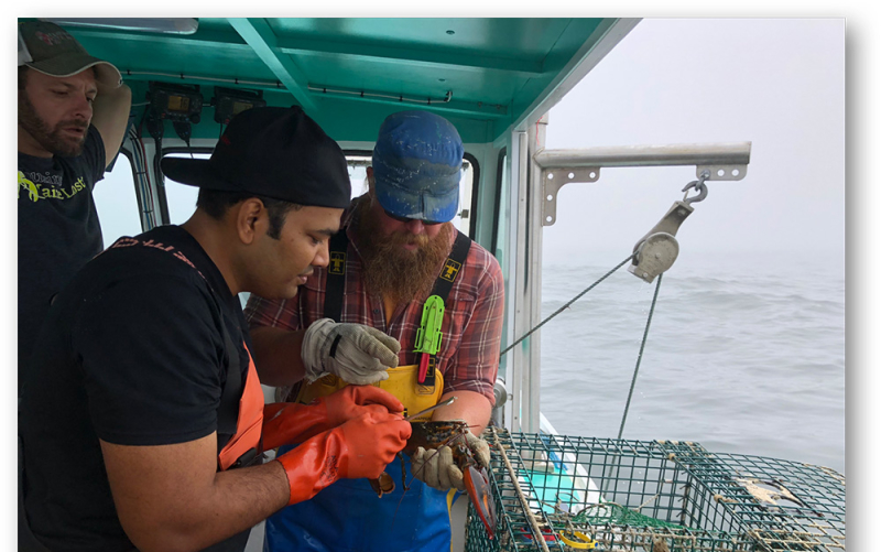 A photo of our CT & NYC Franchisee onboard a lobster boat in Maine, measuring a lobster for sustainability, under the guidance of a Maine lobsterman.