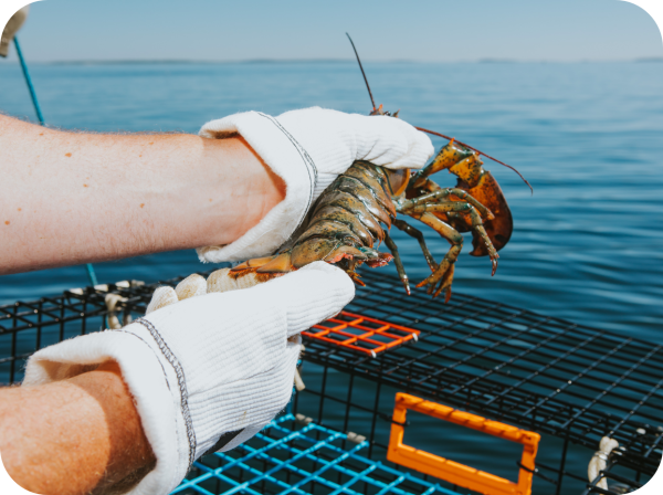 An image of the hands of a lobsterman looking at a lobster tail, checking for a v-notch for sustainability measures.