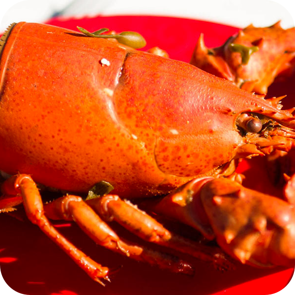 An closeup image of a bright orange steamed lobster on a red plate.