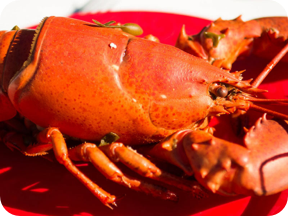 Maine lobster tails