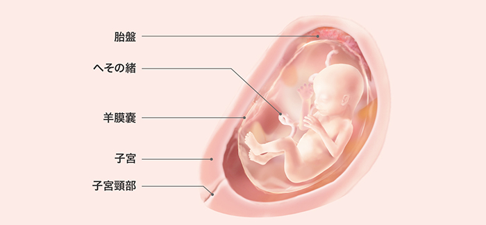妊娠18週 おなかの張り具合および胎児の発育 パンパース