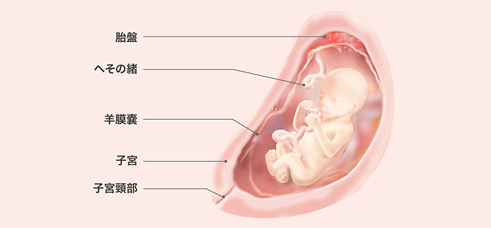 妊娠19週 おなかの張り具合と症状および胎児の発育 パンパース