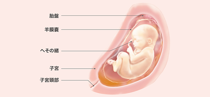 妊娠28週 おなかの張り具合と症状および胎児の発育 パンパース