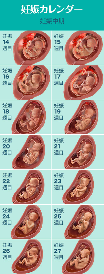 妊娠中期 ママの症状と赤ちゃんの成長 パンパース
