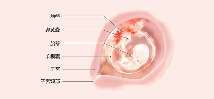 妊娠9週 症状 おなかの張り具合および胎児の発育 パンパース