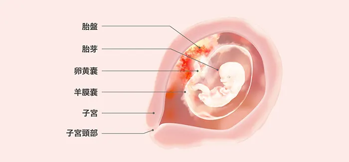 妊娠8週目の胎児