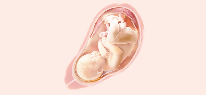 妊娠35週 おなかの張り具合と症状および赤ちゃんの発育 パンパース
