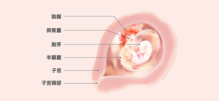 妊娠7週 症状 ヒント 胎児の発育 パンパース
