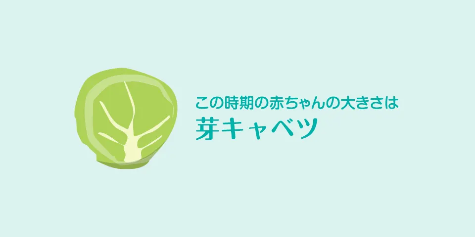 妊娠11週 症状 おなかの張り具合および胎児の発育 パンパース