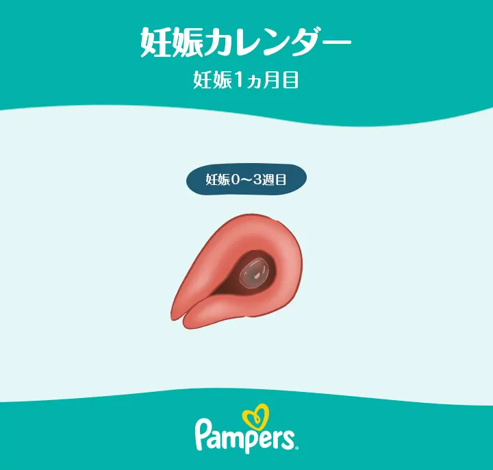 妊娠1ヵ月 妊娠初期に知っておくべきこと パンパース