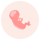 妊娠21週 おなかの張り具合と症状および胎児の発育 パンパース