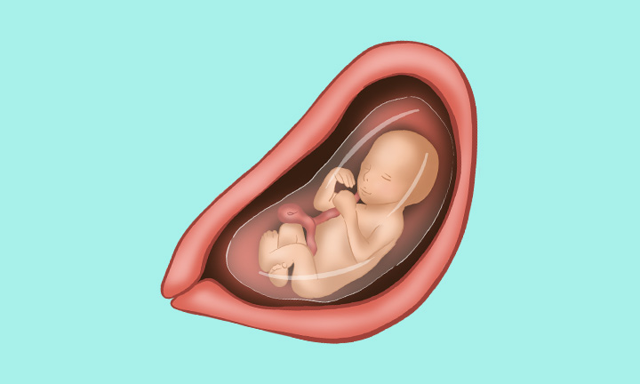 妊娠19週目の症状や赤ちゃんの発達 | パンパース