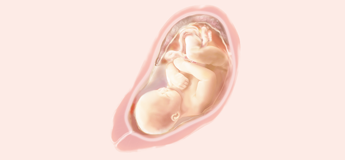 妊娠34週目 おなかの張り具合と症状および赤ちゃんの発育 パンパース