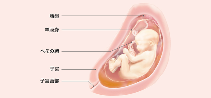 妊娠27週 おなかの張り具合と症状および胎児の発育 パンパース