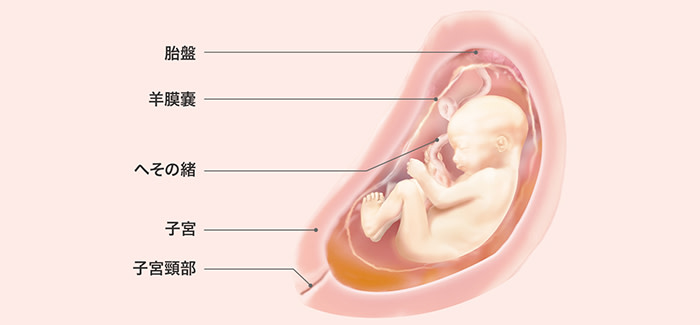 妊娠27週 おなかの張り具合と症状および胎児の発育 パンパース