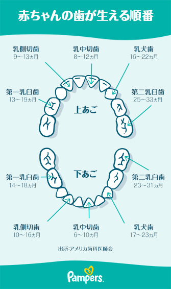 乳歯 赤ちゃんの歯の成長に見られる一般的な兆候 パンパース