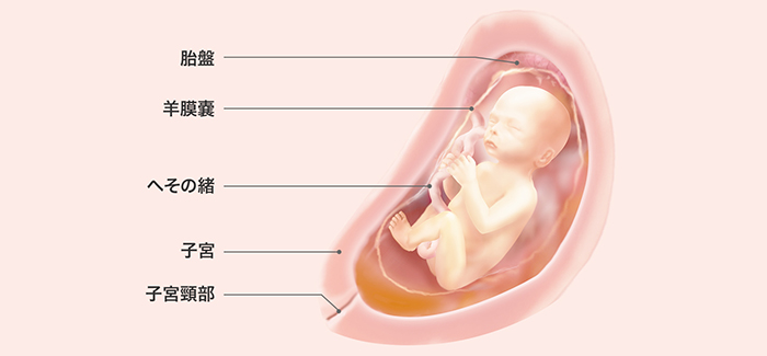 妊娠24週 おなかの張り具合と症状および胎児の発育 パンパース