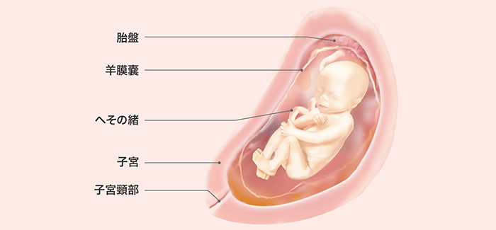 妊娠23週 おなかの張り具合と症状および胎児の発育 パンパース