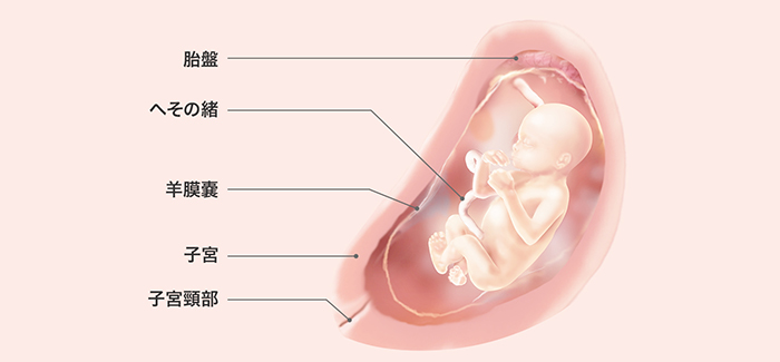 妊娠週 おなかの張り具合と症状および胎児の発育 パンパース