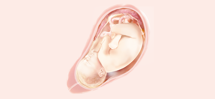 妊娠40週 症状 お腹の張り具合および胎児の発育 パンパース