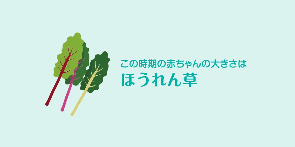 妊娠37週 おなかの張り具合と症状および赤ちゃんの発育 パンパース