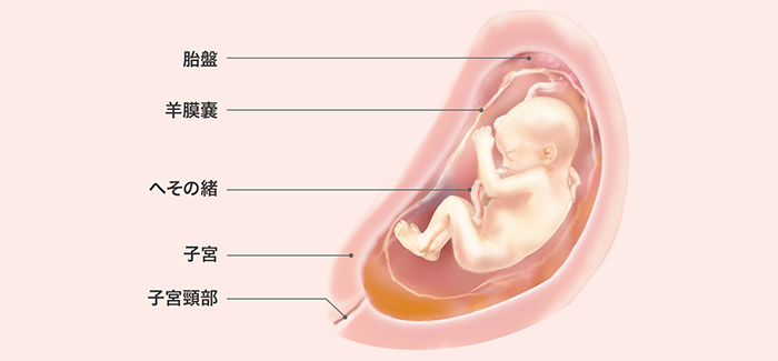 妊娠26週 おなかの張り具合と症状および胎児の発育 パンパース