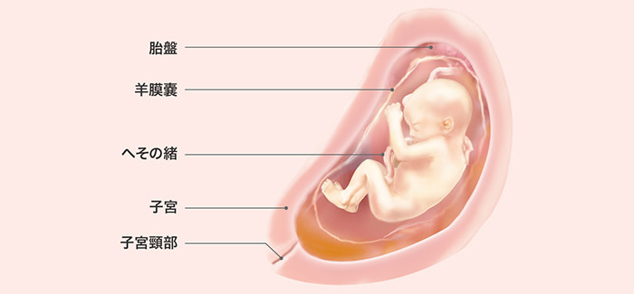 妊娠26週 おなかの張り具合と症状および胎児の発育 パンパース