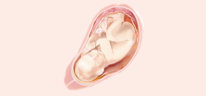 妊娠38週目 おなかの張り具合と症状および赤ちゃんの発育 パンパース